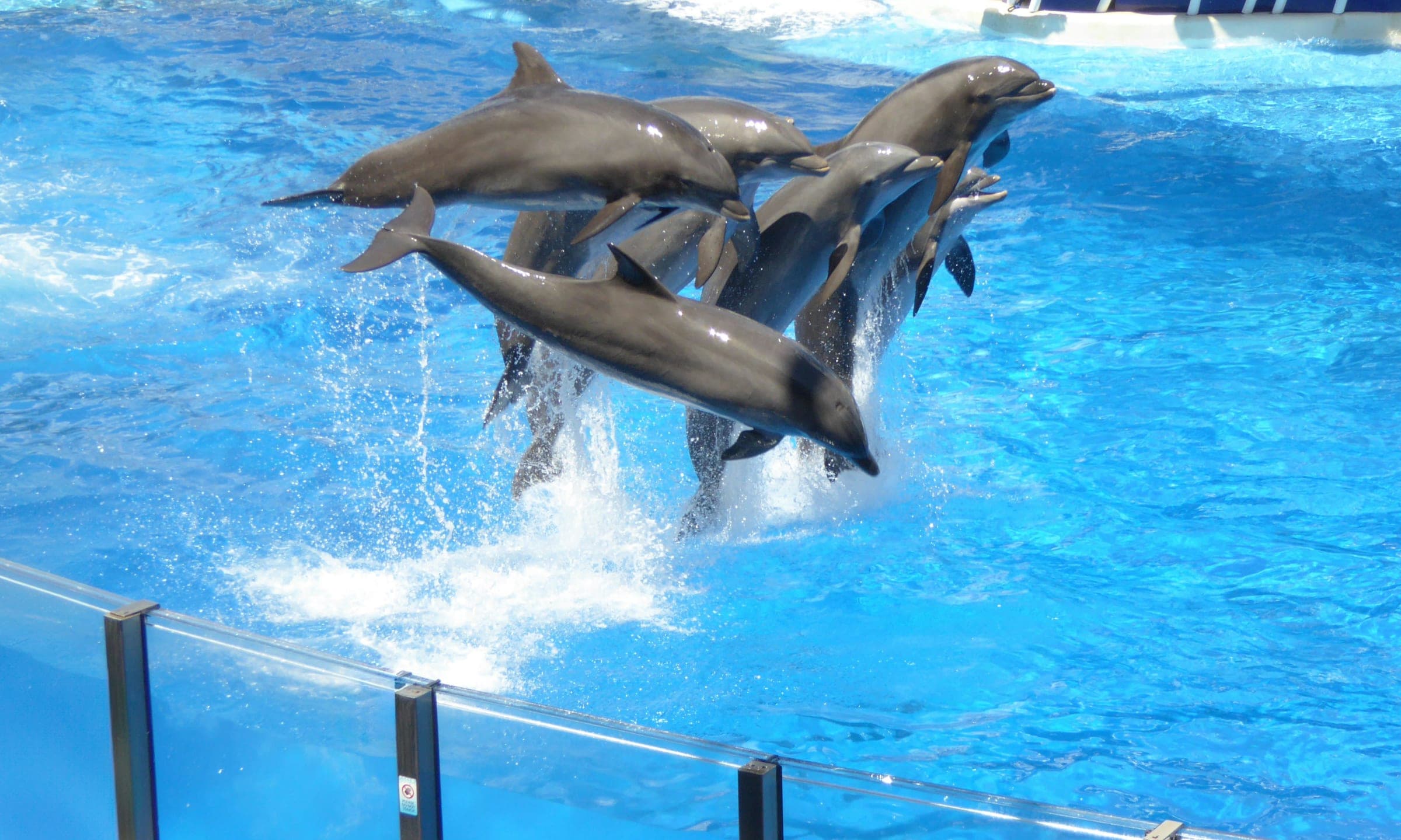SeaWorld Orlando: Marine Encounters and Thrill Rides