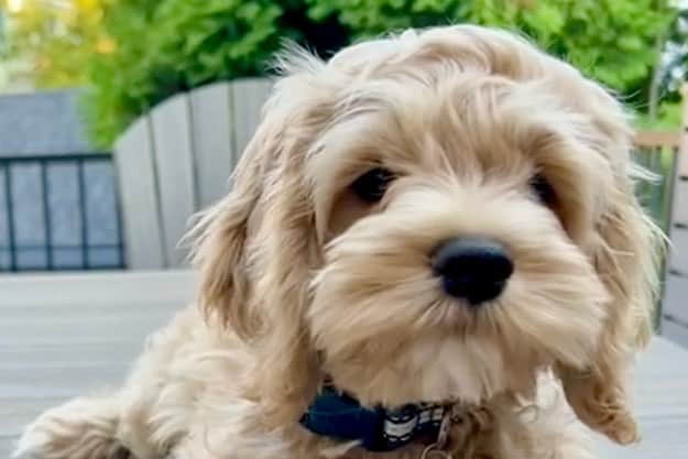 Pet-Friendly Vacation Rentals in Orlando: How to Bring the Dog on Your Disney Trip