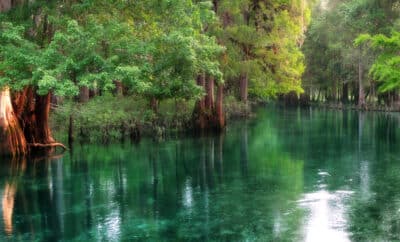 Discover the Best Nature Trails and Parks Near Orlando – A Breath of Fresh Air from Your Reunion Resort Villa